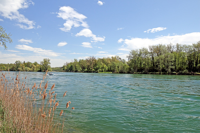 Rüdlingen - Am Alten Rhein (14) - Blick zur Thurmündung (2)