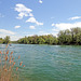 Rüdlingen - Am Alten Rhein (14) - Blick zur Thurmündung (2)