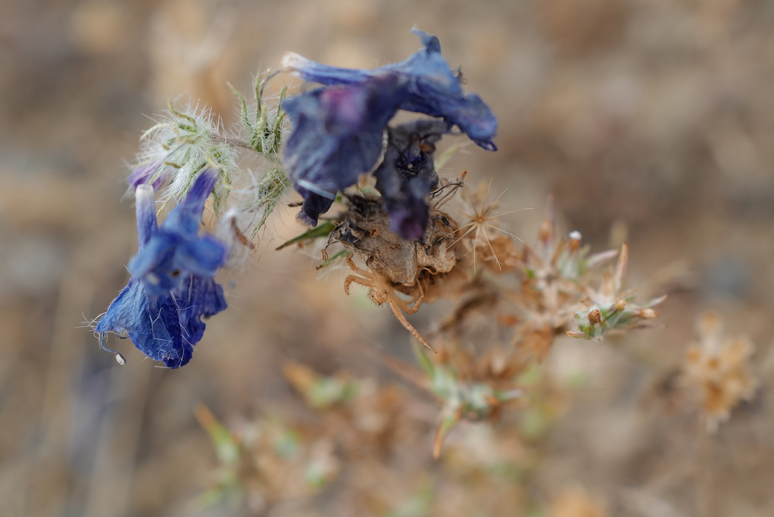 Echium plantagineum, Boraginaceae, Thirsty Land Poetry