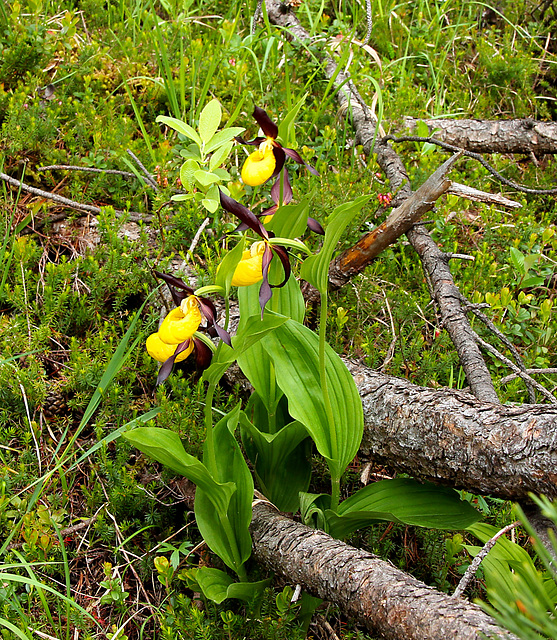 Frauenschuh, wilde Orchide