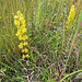 Red-stemmed Goldenrod