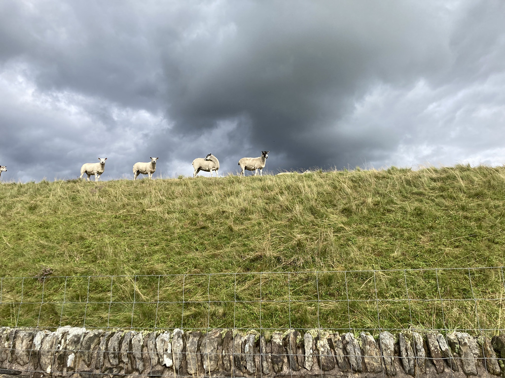 Sheep patrol