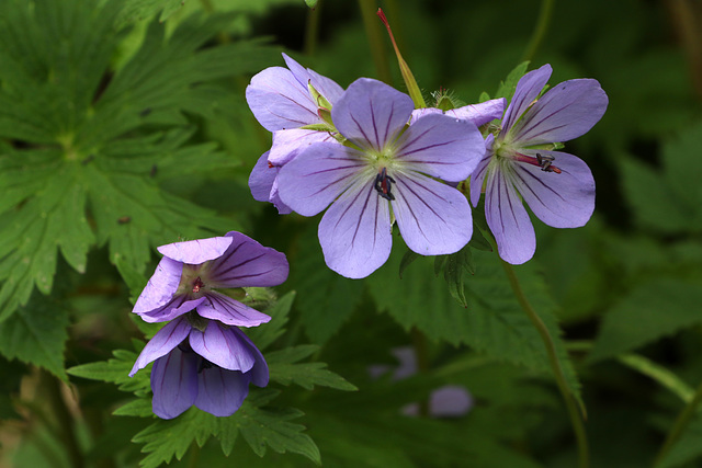 Woolly Geranium