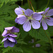 Woolly Geranium