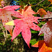 Autumnish!