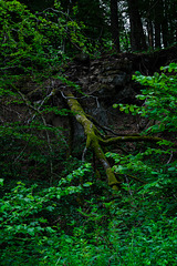 Auf dem Ernstberg in Hinterweiler in der Eifel