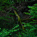 Auf dem Ernstberg in Hinterweiler in der Eifel