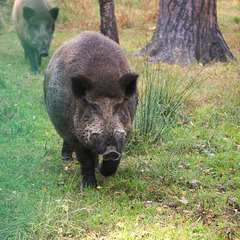 Das Wildschwein im Białowieża-Urwald