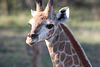 Baby Giraffe - Photo 1