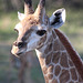 Baby Giraffe - Photo 1