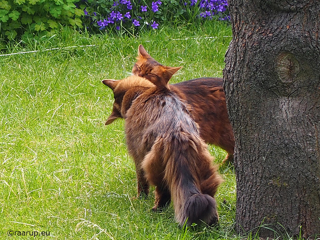 Kissin' cousins, 1