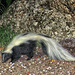 Striped Skunk In The Sunny Flat Campground