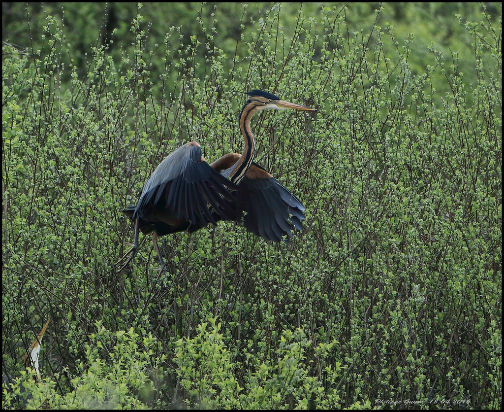 HERON POURPRE