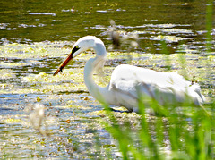 Just returned, the resident Egrets