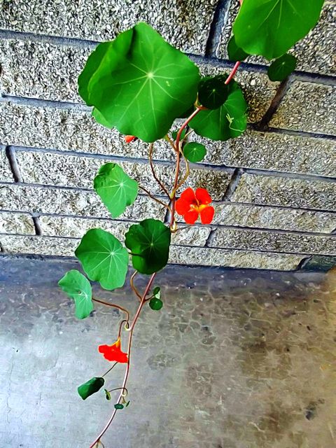 Nasturtium