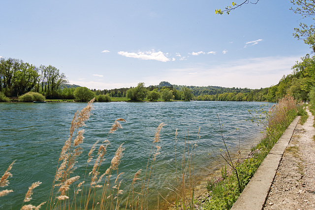 Rüdlingen - Am Alten Rhein (15)