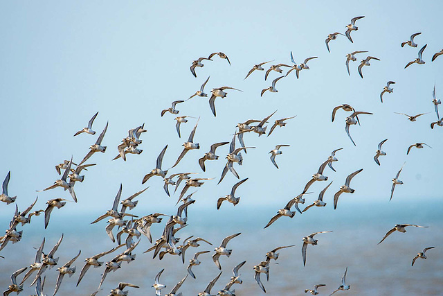Birds in flight, Hoylake shore5