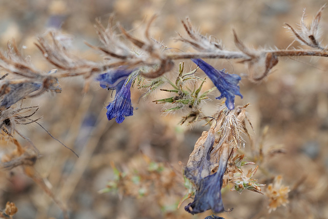 Echium plantagineum, Boraginaceae