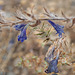 Echium plantagineum, Boraginaceae