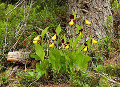 Frauenschuh, wilde Orchide  (4 PicinPic)