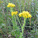 Stiff Goldenrod