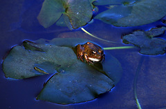 Un scoop , je viens d'apprendre que cette grenouille apparaît dans le film Les bronzés , j'aurais dû m'en douter