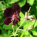 20230531 0441CPw [D~LIP] Brauner Storchschnabel (Geranium phaeum), UWZ, Bad Salzuflen