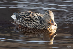 Mallard Hen