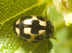 IMG 0162 Ladybird