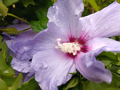 Hibiscus ou Althéa dans mon jardin