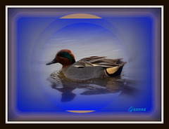 canard colvert