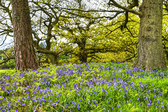 Bluebells below the  Oaks