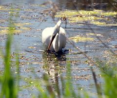 Just returned, the resident Egrets