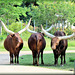 Lyon (69) Parc de la Tête d'Or. 8 juin 2015.