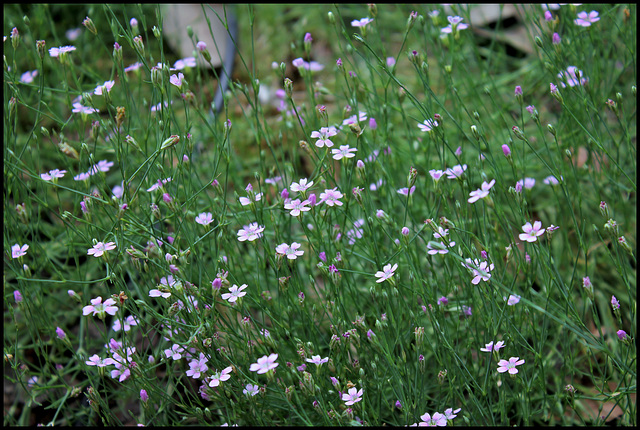 Petrorhagia saxifraga (3)