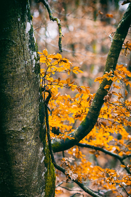 Forêt de Fontainebleau