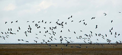 Birds arriving at Parkgate marshes.