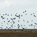 Birds arriving at Parkgate marshes.