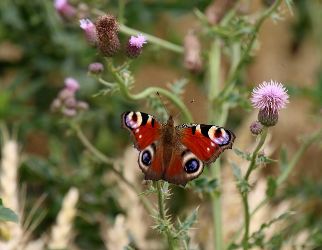 harmonie des couleurs ....