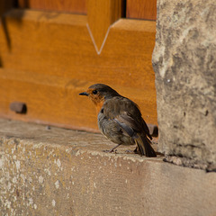 Our Robin
