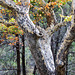 Arizona Sycamore Tree