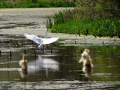 Just returned, the resident Egrets