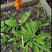 Pilosella aurantiaca ( Hieracium- épervière orangée) (1)