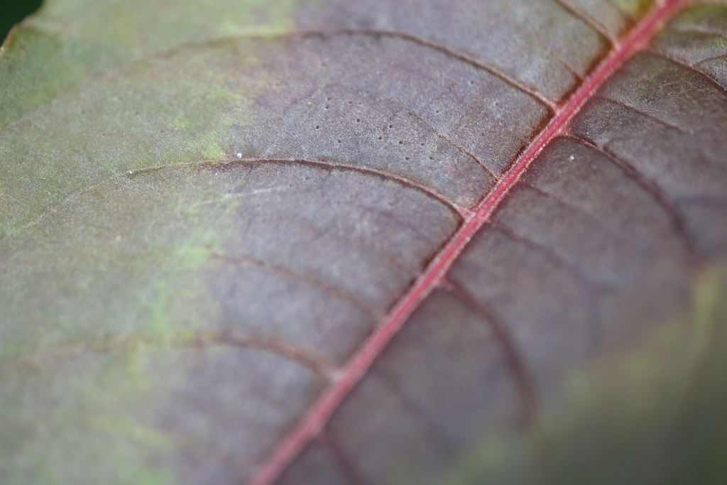 DSCF8889