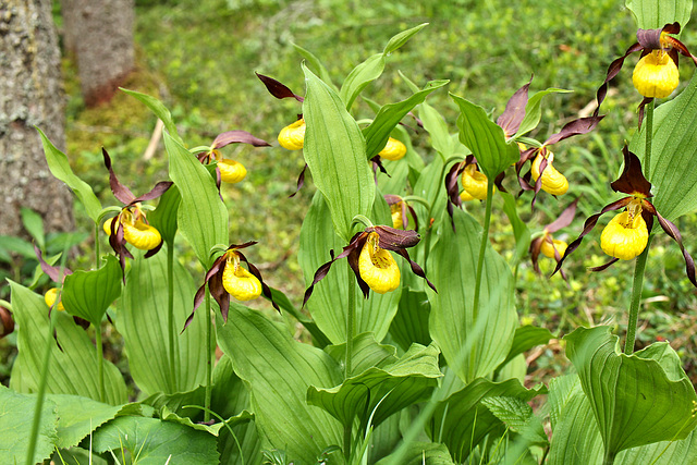 Frauenschuh, wilde Orchideen