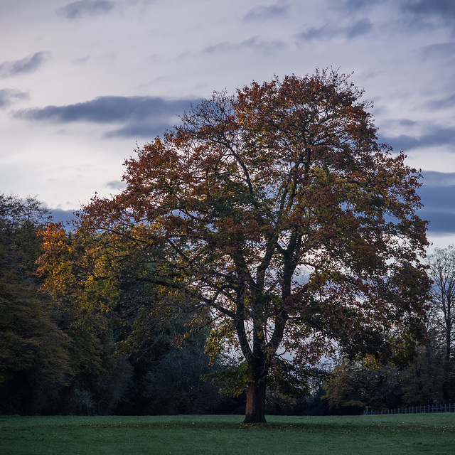 Oct 23: autumnal tree