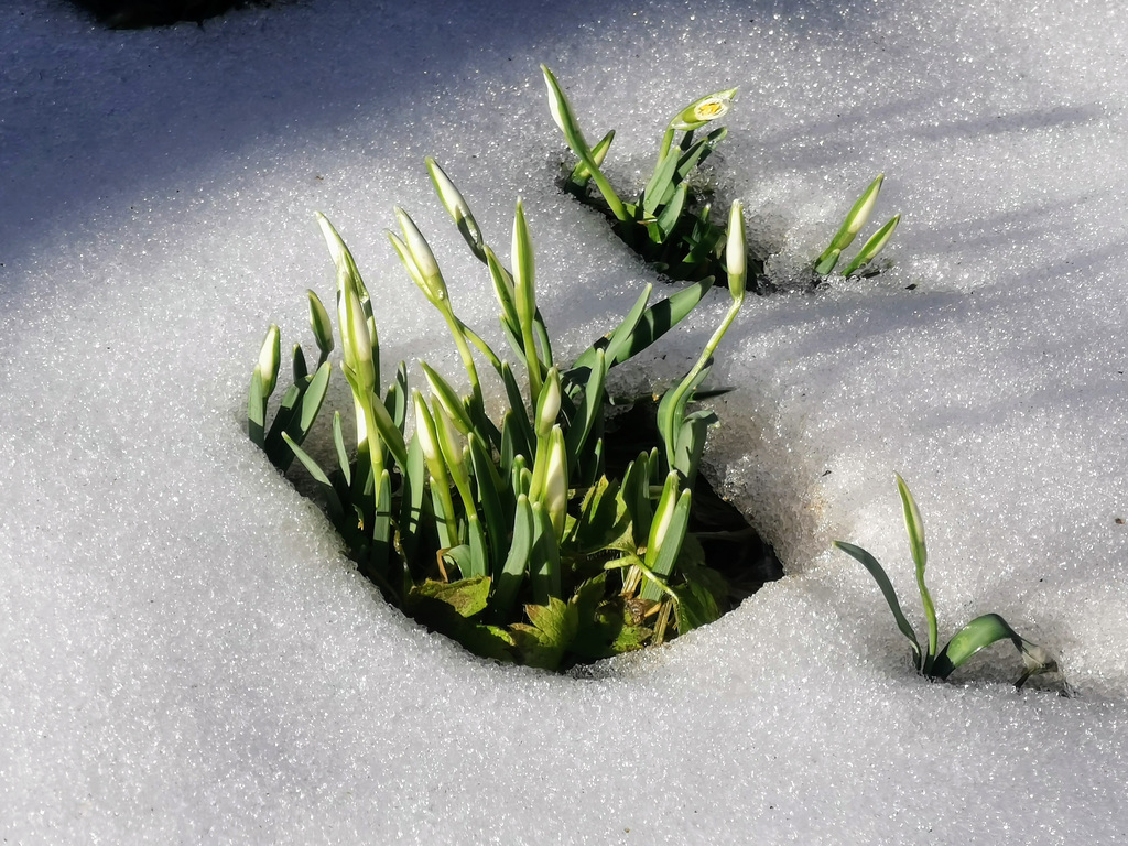 Schneeglöckchen