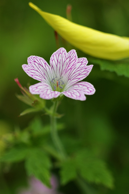 Pimpante du jardin