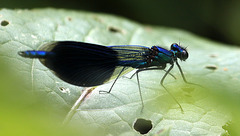 Calopteryx vierge/ éclatant ?