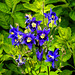 20230531 0443CPw [D~LIP] Akelei (Aquilegia vulgaris agg), UWZ, Bad Salzuflen